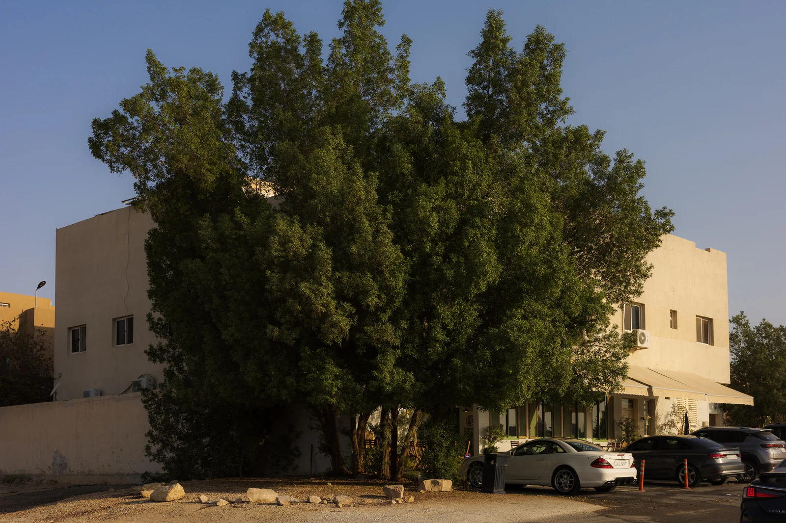 شجرة كبيرة كثيفة عند زاوية عمارة سكنية، وتحتها واجهة المقهى وسيارات متوقفة